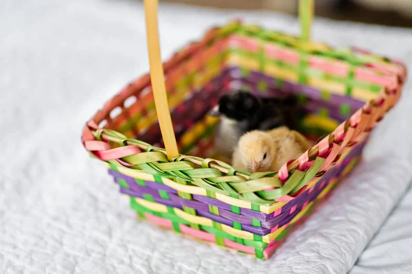 Chickens Basket Easter — Stock Photo, Image
