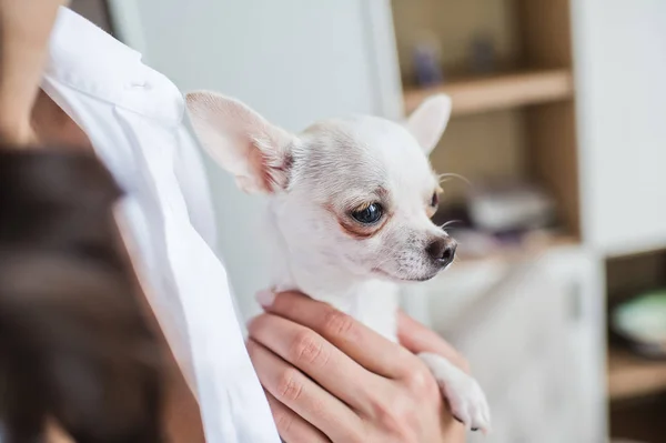 Girl Holding Small Pet Dog — Stock Photo, Image