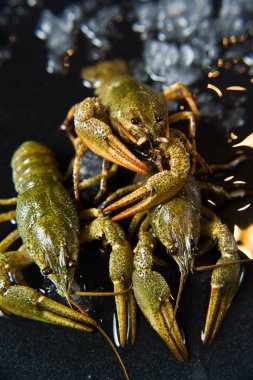 Kerevit buz bir plaka üzerinde yaşıyorum. Siyah arka plan, yan görünüm, yakın çekim.