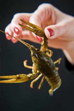 Şef canlı kerevit tutar. Siyah arka plan, yan görünüm, metin için yer.