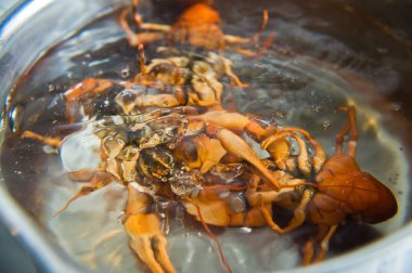 Kerevit kaynar suda yaşıyor. Kerevit pişirme