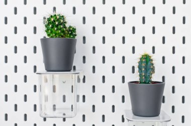 Çeşitli kaktüs ve sulu bitkilerin farklı tencere topluluğu. Saksı kaktüs karanfiller beyaz duvara.