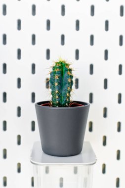 Küçük bitki pot succulents veya kaktüs f tarafından beyaz arka plan üzerinde