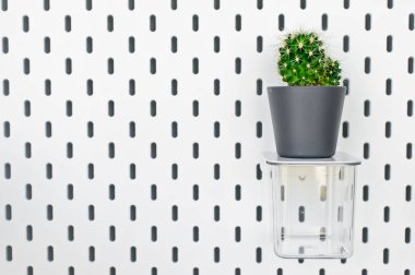 Küçük bitki pot succulents veya kaktüs f tarafından beyaz arka plan üzerinde