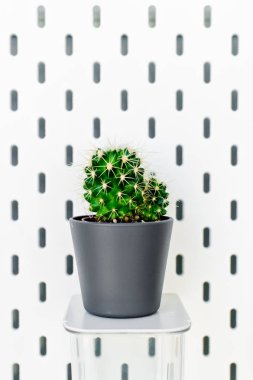 Küçük bitki pot succulents veya kaktüs f tarafından beyaz arka plan üzerinde