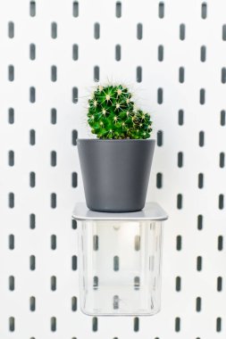 Küçük bitki pot succulents veya kaktüs f tarafından beyaz arka plan üzerinde