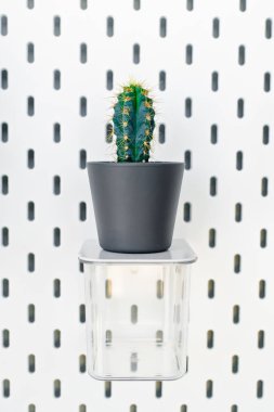 Küçük bitki pot succulents veya kaktüs f tarafından beyaz arka plan üzerinde