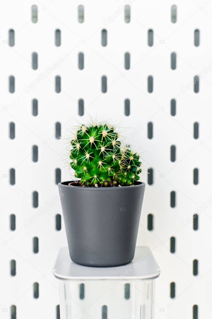 Small plant in pot succulents or cactus on white background by f