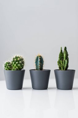 Gri arka planda üç çeşit yeşil kaktüs. Yerli bitki etli