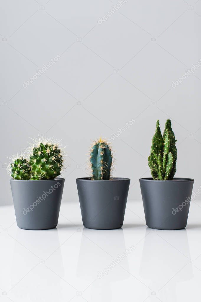 Three kinds of green cacti on a gray background. Domestic plant succulent