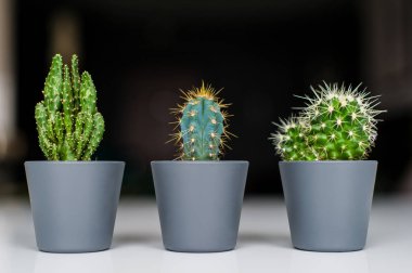 Three kinds of green cacti on a gray background. Domestic plant succulent clipart