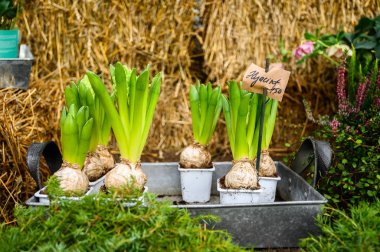 Çiçekçinin tezgahı. Saksıda ev bitkileri. Porvoo, Fin