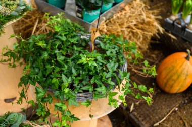 Çiçekçinin tezgahı. Saksıda ev bitkileri. Porvoo, Fin