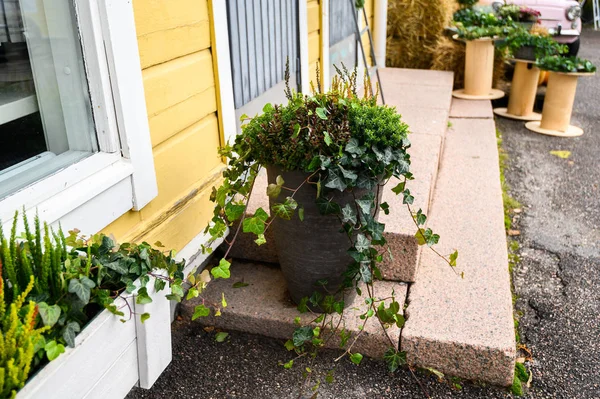 Кастрюли с зелеными уличными растениями. Порвоо, Финляндия — стоковое фото