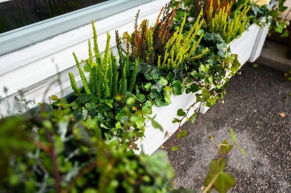 Pots with green street plants succulents. Porvoo, Finland