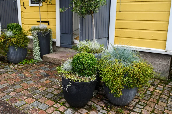 Pots with green street plants succulents. Porvoo, Finland — Stockfoto