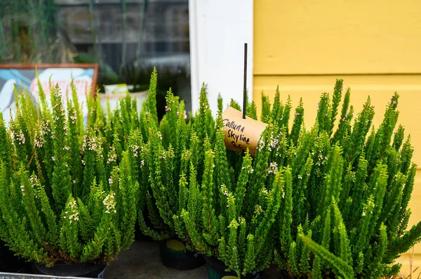 The counter of the flower shop. Home plants in pots. Porvoo, Fin — Stockfoto