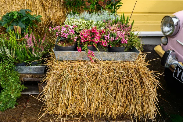 Flower shop, a colorful display of flowers — Stockfoto