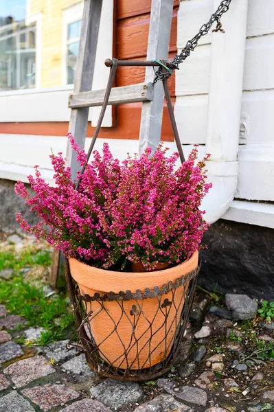 Erika pink in a red pot on the street. — Stockfoto
