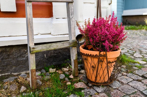 Erika pink in a red pot on the street. — Stockfoto