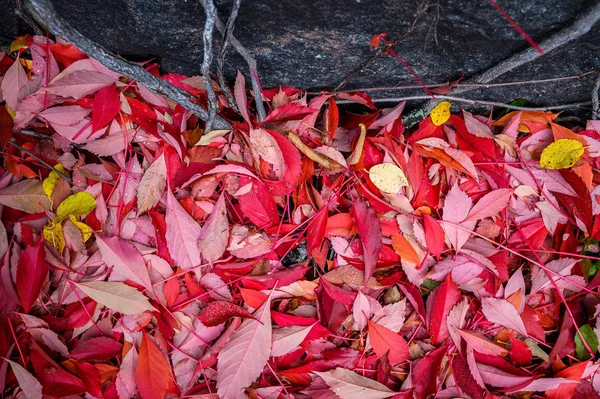 Imagen de fondo colorido de hojas rojas de otoño caídas — Foto de Stock