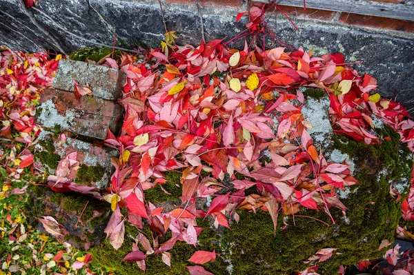 Imagen de fondo colorido de hojas rojas de otoño caídas — Foto de Stock