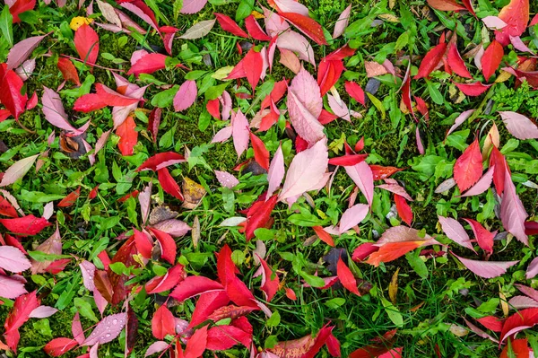 Färgglad bakgrundsbild av fallna höst röda blad — Stockfoto