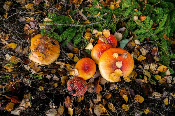 Rode agaric vliegen champignons op een boom in het bos. Paddestoelen in — Stockfoto