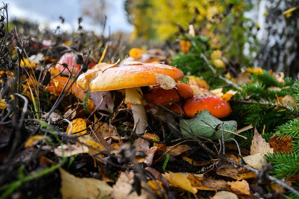 Rode agaric vliegen champignons op een boom in het bos. Paddestoelen in — Stockfoto