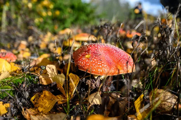 Rode agaric vliegen champignons op een boom in het bos. Paddestoelen in — Stockfoto