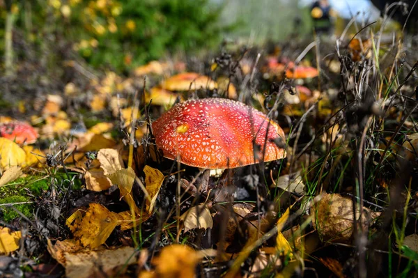 Rode agaric vliegen champignons op een boom in het bos. Paddestoelen in — Stockfoto