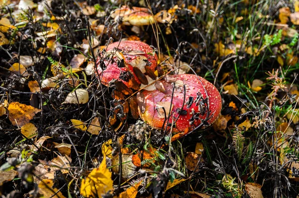 Rode agaric vliegen champignons op een boom in het bos. Paddestoelen in — Stockfoto