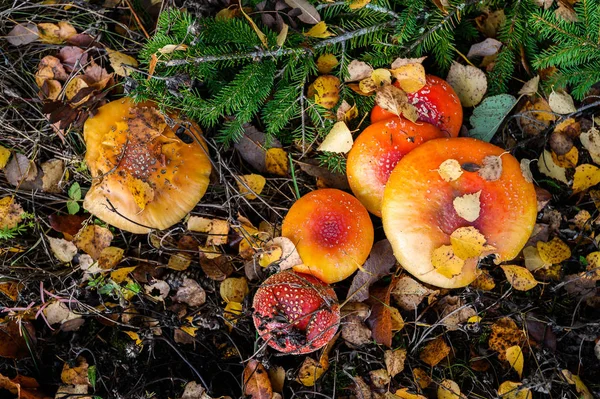 Rode agaric vliegen champignons op een boom in het bos. Paddestoelen in — Stockfoto