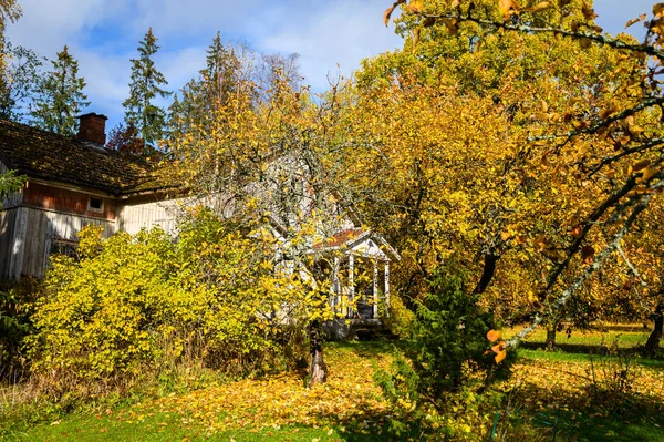 Periferia di Helsinki, Finlandia. Paesaggio autunnale, alberi con giallo — Foto Stock