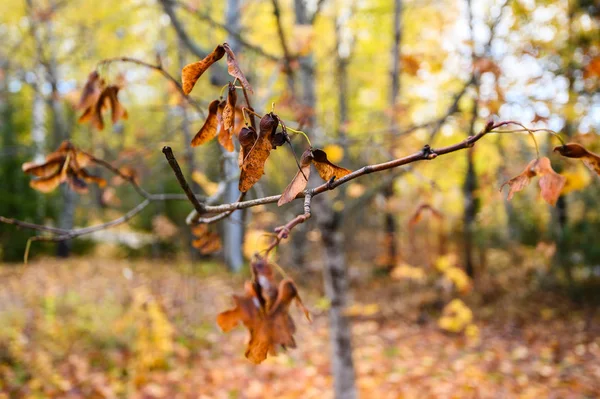 Imagen de fondo colorido de hojas rojas de otoño caídas — Foto de Stock