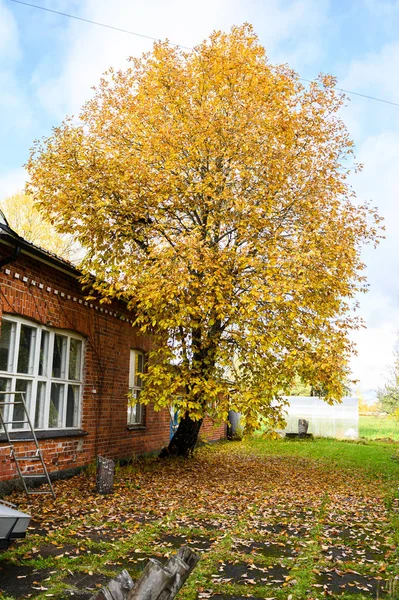 Subúrbio de Helsínquia, Finlândia. Paisagem de outono, árvores com amarelo — Fotografia de Stock