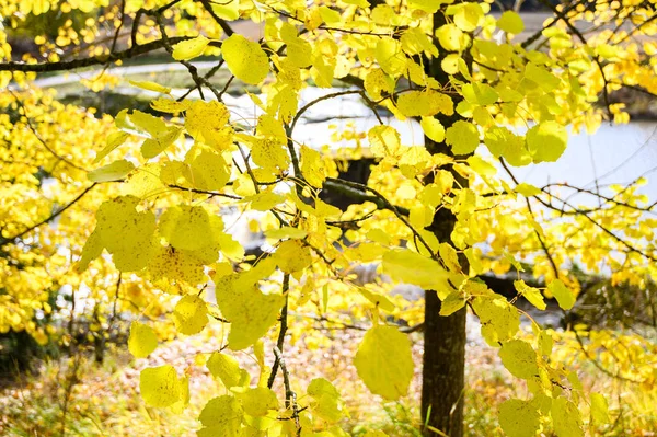 Niesamowita natura złoty tło jesień. — Zdjęcie stockowe