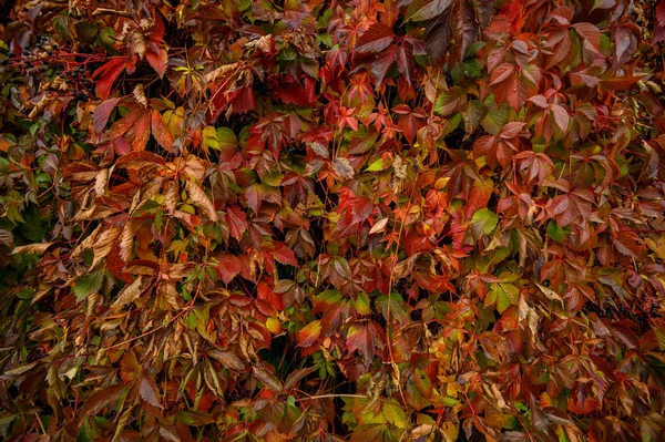 Hojas amarillas y rojas de otoño. Hermosa textura estacional . — Foto de Stock