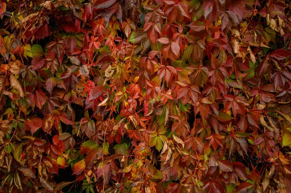 Hojas amarillas y rojas de otoño. Hermosa textura estacional . — Foto de Stock