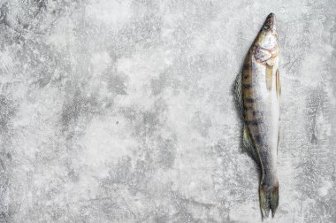 Çiğ zander, Walleye balığı. Gri arka plan. Üst Manzara. Boşluğu kopyala.