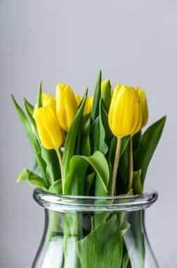 Bir buket sarı lale, gri arka planda cam bir vazoda. Yan görüş. Boşluğu kopyala.