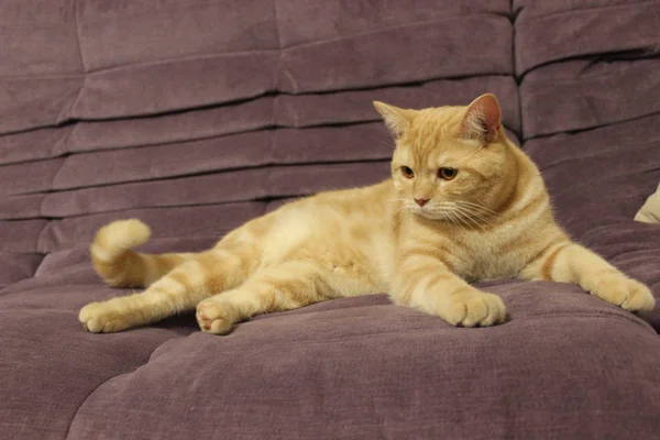 Retrato de um jovem gato vermelho no sofá — Fotografia de Stock