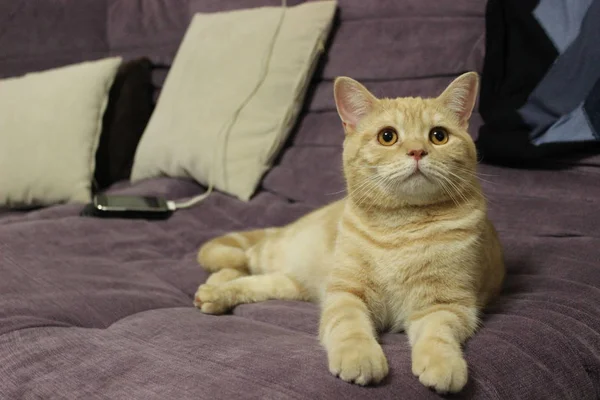 Retrato de un gato rojo joven en el sofá — Foto de Stock