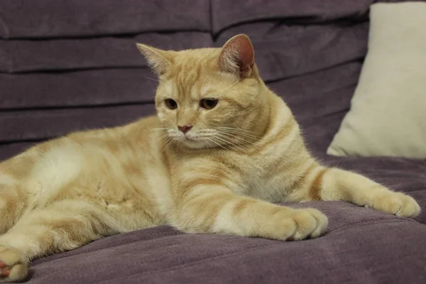 Portret młodego czerwonego kota na kanapie — Zdjęcie stockowe
