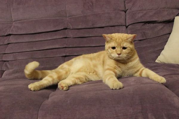 Portrait d'un jeune chat rouge sur le canapé Images De Stock Libres De Droits