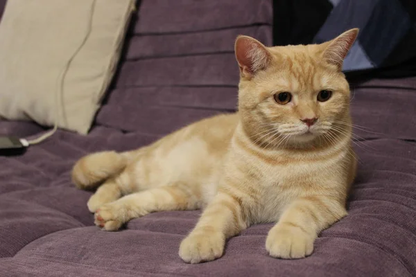 Portrait d'un jeune chat rouge sur le canapé Photos De Stock Libres De Droits