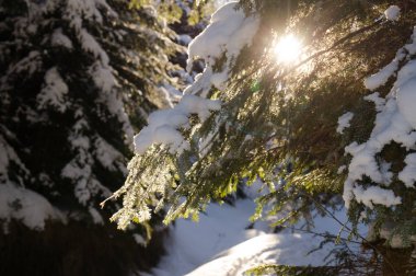 Kış maceraları. Karlı orman. Karpatlar. Ukrayna.