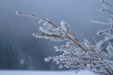 Kış maceraları. Karlı orman. Karpatlar. Ukrayna.