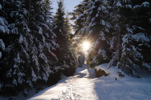 Kış maceraları. Karlı orman. Karpatlar. Ukrayna.