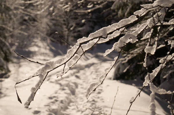 Aventuras Invierno Bosque Nevado Cárpatos Ucrania —  Fotos de Stock